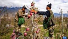 China's Xizang exports locally-grown fruit for first time