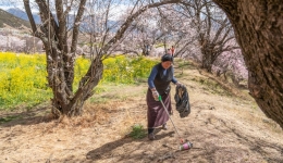 乡村振兴丨西藏林芝：“桃花经济”里的富农花样