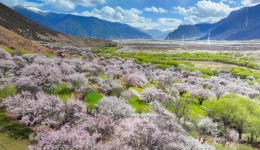 Village tourism in Xizang ushers in spring amid peach blossom viewing