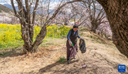 乡村振兴|西藏林芝：“桃花经济”里的富农花样