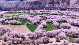 西藏洛隆：第十届俄西杏花文化旅游宣传周成功举办