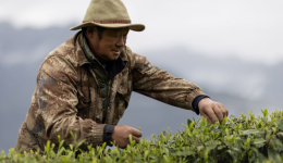 西藏墨脱：茶园飘香富山民