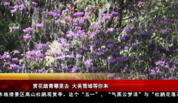 赏花踏青哪里去 大美雪域等你来