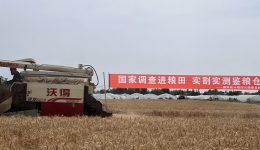 四川粮食产量数据如何计算？这个测产现场全流程演示