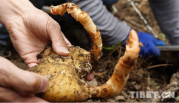 【Craftsmen in Xizang】Qiu Quanlei: Promote the development of rhizoma gastrodiae industry in Bome