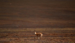 Peak season arrives for Tibetan antelope migration to Hoh Xil