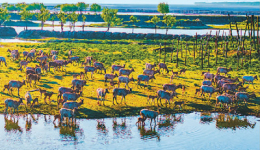 China's space-air-ground monitoring system boosts biodiversity conservation