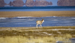 Environment in China's Xizang continues to improve