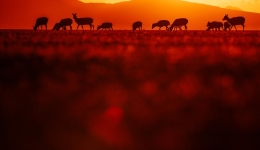 Letter from Lhasa: A lambing diary of Tibetan antelopes