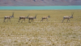 Backgrounder: Tibetan antelopes in China
