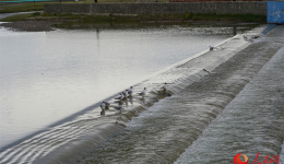 Naked carp migration attracts tourists to Qinghai Lake