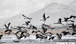 Xizang forum seeks harmony between humans and nature