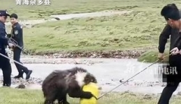 Brown bear whose head is stuck in a plastic bucket rescued in Qinghai Province