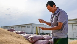 Xinjiang sets wheat yield records in China