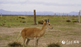 Endangered gazelle species well-protected in NW China's Qinghai