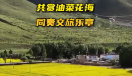拉萨万亩油菜花开似金色地毯