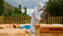 Honey bee farming generates wealth for villagers in SW China's Xizang
