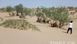 The Populus Euphratica Forest with the Highest Altitude in the World