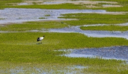 Xinhua Headlines: Scientific surveys valuable in safeguarding ecology on 