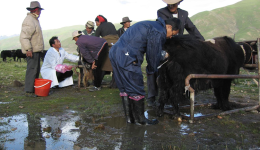 【Listen to Their Stories about Asistance for Xizang】Zhang Xinhui: Director Assistant of Beijing Dairy Cattle Center