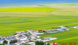 Rapeseed fields fuel tourism surge in Menyuan, NW China's Qinghai