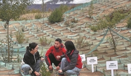 Qinghai-Tibet Plateau research offers insight into effects of climate change