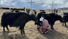Local dairy company empowers Tibetan herders economically