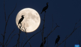 Full moon shines on night of Mid-Autumn Festival in China