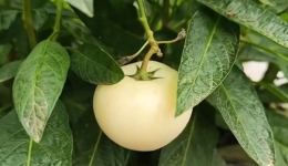 高原水果新人报道，来认识一下人参果吧！