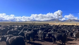 100 Yaks in Zhidoi County, Qinghai were 