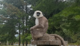 Yadong, Xizang: Langur Monkey Welcomes You!