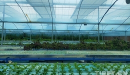 【Into Xizang】Technology helps transform saline-alkali soil