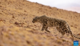 Population of snow leopards in Qinghai reaches 1,200, signaling key progress in endangered species protection