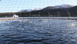 Norwegians optimistic about opportunities at CIIE