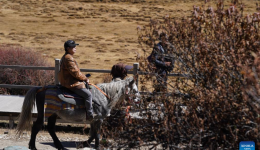 Yading scenic spot attracts tourists in China's Sichuan