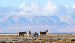 Xizang keeps enhancing efforts in ecological conservation, restoration