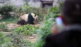 Happy life of a panda family in Macao SAR