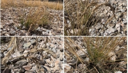 New Poaceae species discovered on Qinghai-Xizang Plateau