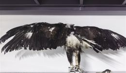 西藏自然科学博物馆新增4件野生动物标本