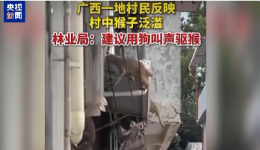 广西一地“大批野生猕猴进村”？当地林业部门回应