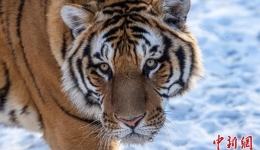 中国野生虎豹分布核心区强化科技巡护预防“人兽冲突”