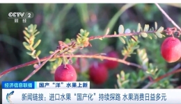 从“舶来品”到“土特产” 亚洲最大蔓越莓种植基地竟然在……