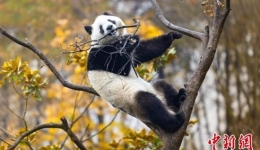 玩水、爬树、吃竹子 来看秦岭大熊猫的惬意生活