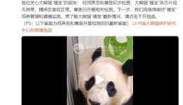 中国大熊猫保护研究中心：“福宝”体态外观无异常，精神及食欲正常