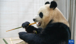 新华社记者独家现场探访大熊猫“福宝”