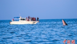 中国目前唯一鲸豚类观鲸标准在广西北海涠洲岛发布