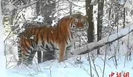野生东北虎时隔30年再现吉林长白山