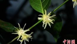 赣南山区新发现濒危植物突托蜡梅野外最大种群