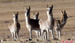 冬日西藏羌塘草原：藏羚羊等野生动物悠闲觅食