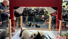 旅德新生大熊猫双胞胎得名“梦好”“梦甜”